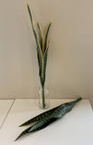 SP0312 Snake Plant / Sansevieria 60-80cm 2 Styles