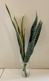 SP0312 Snake Plant / Sansevieria 60-80cm 2 Styles