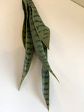 DARK GREEN - SP0312 Snake Plant / Sansevieria 60-80cm 2 Styles