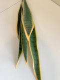 VARIEGATED STYLE - SP0312 Snake Plant / Sansevieria 60-80cm 2 Styles