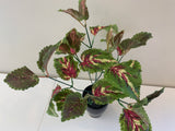 SP0328A Artificial Coleus Plant (CLEARANCE STOCK) 35cm | ARTISTIC GREENERY WA