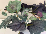 SP0329P Faux Grape Vine Plant with Tendrils (CLEARANCE STOCK) 32cm Purple | ARTISTIC GREENERY WA