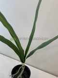 SP0337 Faux Cymbidium Orchid Leaves Bunch 50cm Real Touch | ARTISTIC GREENERY