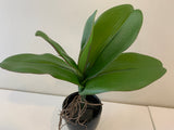 SP0338 Artificial Phalaenopsis Orchid Leaves with Roots 27cm Real Touch | ARTISTIC GREENERY