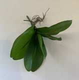 SP0338 Artificial Phalaenopsis Orchid Leaves with Roots 27cm Real Touch | ARTISTIC GREENERY