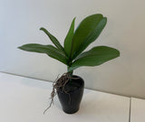 SP0338 Artificial Phalaenopsis Orchid Leaves with Roots 27cm Real Touch | ARTISTIC GREENERY