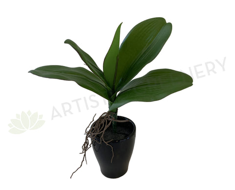 SP0338 Artificial Phalaenopsis Orchid Leaves with Roots 27cm Real Touch | ARTISTIC GREENERY