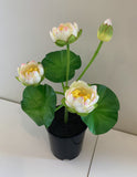 White - SP0348 Silk Water Lily  / Lotus Flower Bunch 38cm 4 Colours | ARTISTIC GREENERY PERTH