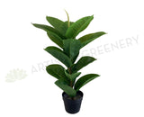 SP0350 Rubber Plant / Rubber Fig 75cm