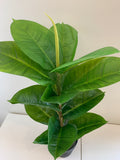 SP0350 Rubber Plant / Rubber Fig 75cm