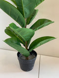 SP0350 Rubber Plant / Rubber Fig 75cm