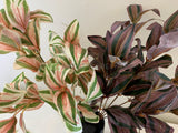 SP0358 Silk Wandering Jew Bunch 39cm 2 Styles | ARTISTIC GREENERY