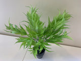 SP0360 Artificial Silver Fern Bunch 34cm Real Touch Quality | ARTISTIC GREENERY