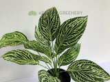 SP0393 Faux Peperomia Plant 42cmm | ARTISTIC GREENERY