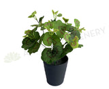 SP0395 Begonia / Merry Go Round Plant 30cm | ARTISTIC GREENERY