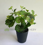 SP0395 Begonia / Merry Go Round Plant 30cm | ARTISTIC GREENERY