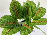 SP0398 Artificial Taro Plant (Red Veins) 24cm | ARTISTIC GREENERY