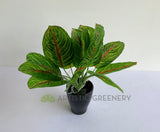 SP0398 Artificial Taro Plant (Red Veins) 24cm | ARTISTIC GREENERY