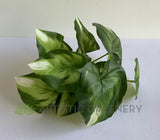 SP0402 Fuax Golden Pothos Plant 32cm | ARTISTIC GREENERY