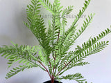 SP0414XS Artificial Shame Plant (Mimosa) / Fern Quality Imitation Plants Plastic Plants OZ
