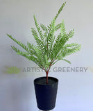 SP0414XS Artificial Shame Plant (Mimosa) / Fern Quality Imitation Plants Plastic Plants OZ