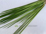 SP0416 Faux Premium Monkey Grass Bunch 45cm | ARTISTIC GREENERY Australia Artificial Plant Supplier Perth
