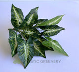 SP0421 Faux Caladium Plant 38cm | ARTISTIC GREENERY