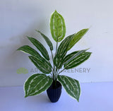 SP0422 Faux Aglaonema / Chinese Evergreen Plant 42cm | ARTISTIC GREENERY