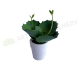 SP0426 Artificial Mini Potted Succulent 14cm (SPECIAL) | ARTISTIC GREENERY