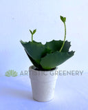 SP0426 Artificial Mini Potted Succulent 14cm (SPECIAL) | ARTISTIC GREENERY