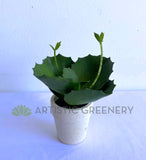 SP0426 Artificial Mini Potted Succulent 14cm (SPECIAL) | ARTISTIC GREENERY