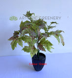 SP0431 Silk Maple Bunch 34cm (Autumn Style) 2 Colours | ARTISTIC GREENERY 