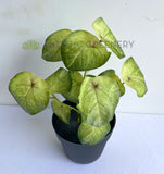 SP0437 Artificial Syngonium Roxanna Pink Vein  29cm | ARTISTIC GREENERY