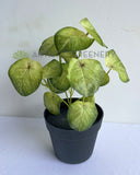 SP0437 Artificial Syngonium Roxanna Pink Vein  29cm | ARTISTIC GREENERY