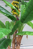 T0026 Banana Tree 200cm