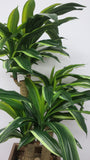 T0054 Dracaena Fragrans / Massangeana Cane / Happy Plant 120cm (2 Styles)