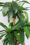 T0054 Dracena Fragrans (set of 3) 120-90-50cm