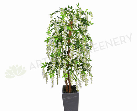 T0070 Wisteria Tree with White Flowers 170cm
