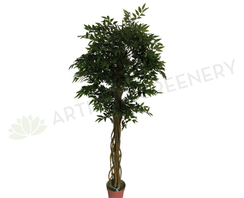 T0100 French Ficus