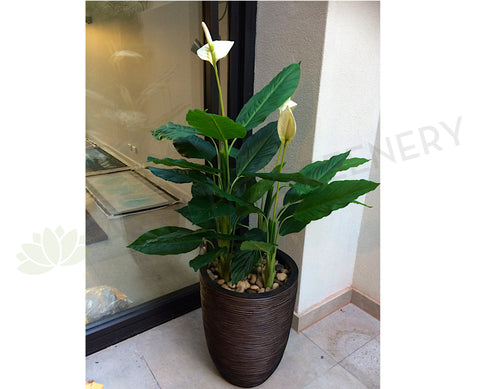 T0115 Peace Lily Plant White LARGE