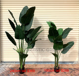 T0119 Giant Bird of Paradise Plant / Strelitzia Nicolai 2 Sizes 190cm / 240cm | ARTISTIC GREENERY