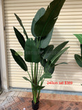 T0119 Giant Bird of Paradise Plant / Strelitzia Nicolai 2 Sizes 190cm / 240cm | ARTISTIC GREENERY