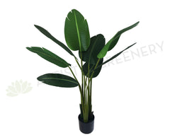 T0119 Small Giant Bird of Paradise Plant / Strelitzia Nicolai 110cm –  Artistic Greenery
