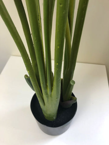 T0119 Small Giant Bird of Paradise Plant / Strelitzia Nicolai 110cm –  Artistic Greenery