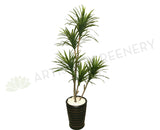 T0121 Variegated Madagascar Dragon Tree 180cm