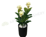 T0125 Frangipani Plant (White & Yellow Flowers) 95cm