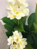 T0125 Frangipani Plant (White & Yellow Flowers) 95cm