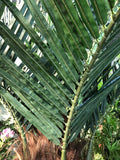 T0127 Premium Phoenix Palm 280cm Real Trunk