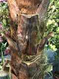 T0127 Premium Phoenix Palm 280cm Real Trunk