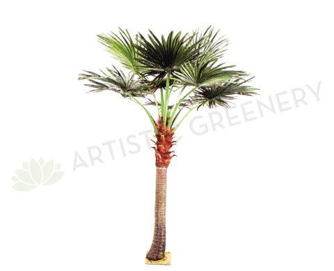 T0128 Fan Palm (Chamaerops) 280cm